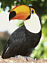 toucan